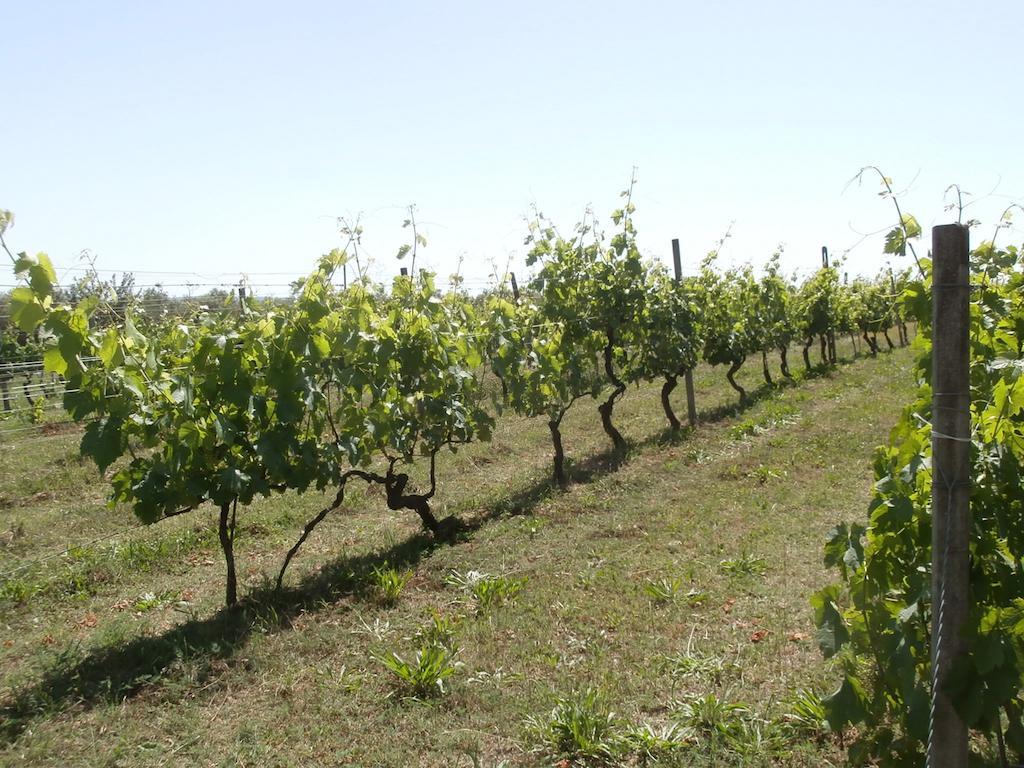 Agriturismo Poggio Sassineri Vila Magliano in Toscana Exterior foto